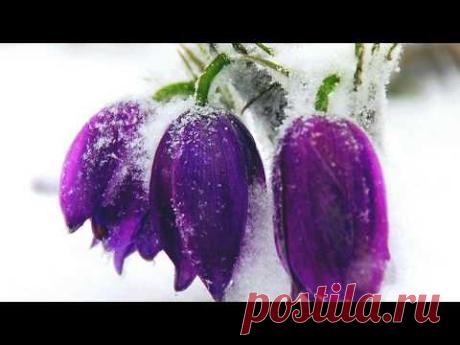 музыкальная весна и хорошее настроение