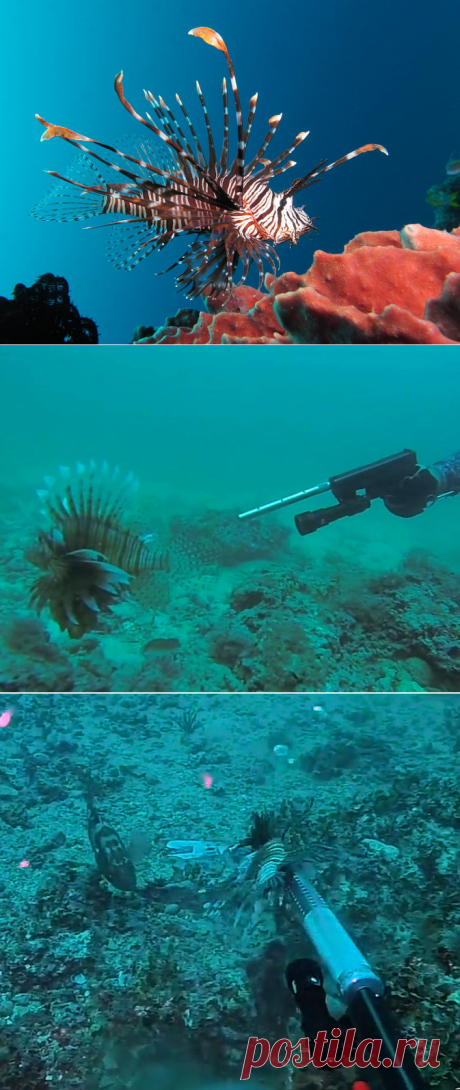 Экологи отстреливают рыб-крылаток в Атлантике — National Geographic Россия