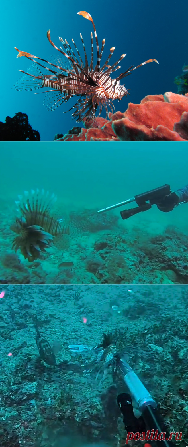 Экологи отстреливают рыб-крылаток в Атлантике — National Geographic Россия