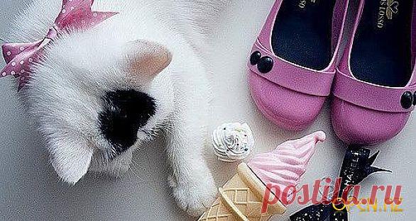 Эта сладкая, нелегкая жизнь . Устала лапочка!