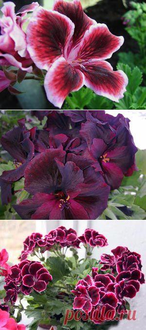 Пеларгония королевская – уход: полив, размножение, подкормка.