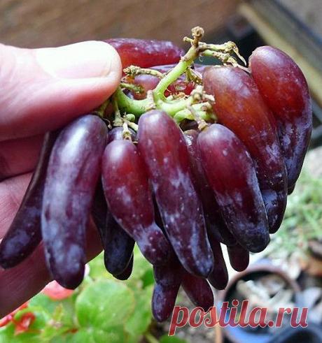 Столовые сорта винограда. - weerkust.ruweerkust.ru