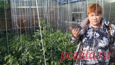 Все Томаты Будут В Завязи! Если Сделаете Эти Важные Шаги К Урожаю.