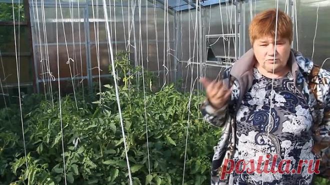 Все Томаты Будут В Завязи! Если Сделаете Эти Важные Шаги К Урожаю.