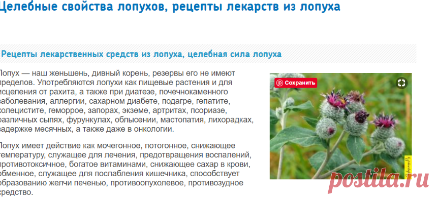 Целебные свойства лопухов, рецепты лекарств из лопуха