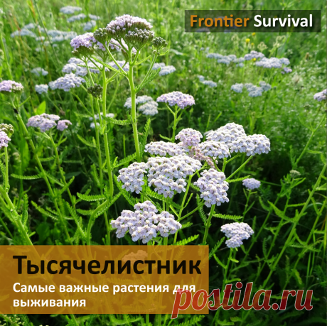 ☘️ Cамые важные растения для выживания. #1 Тысячелистник | Survival Channel | Яндекс Дзен
