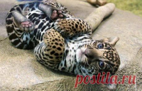 Игривый ягуарчик...