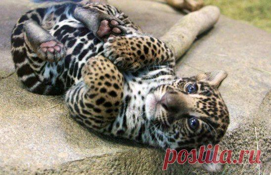 Игривый ягуарчик...