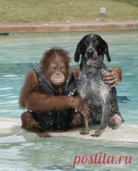 Где-то есть шимпанзе, который дружит с собакой..