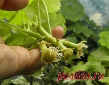 Одноклассники