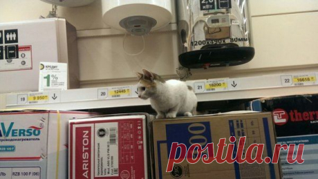 7 самых знаменитых котов-барыг