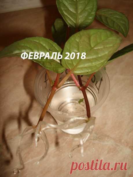 (20) Одноклассники