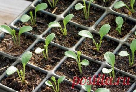 Буддлея Давида: посадка и уход в саду