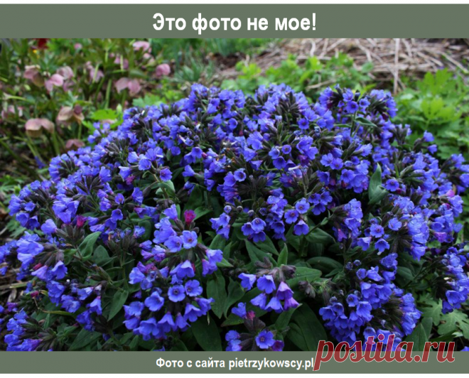 Медуница гибридная (Pulmonaria hybrid) "Blue Ensign"