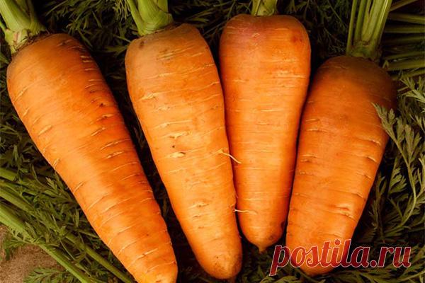 Морковь посадка уход — Ⴚα∂ ℨα୮০τ০Ᏸҡα