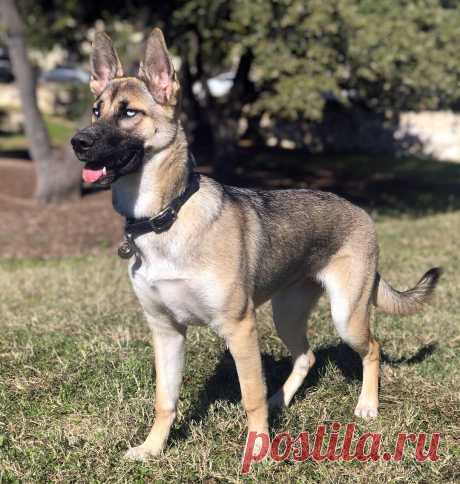 Метис хаски и немецкой овчарки - 62 фото - картинки: смотреть онлайн