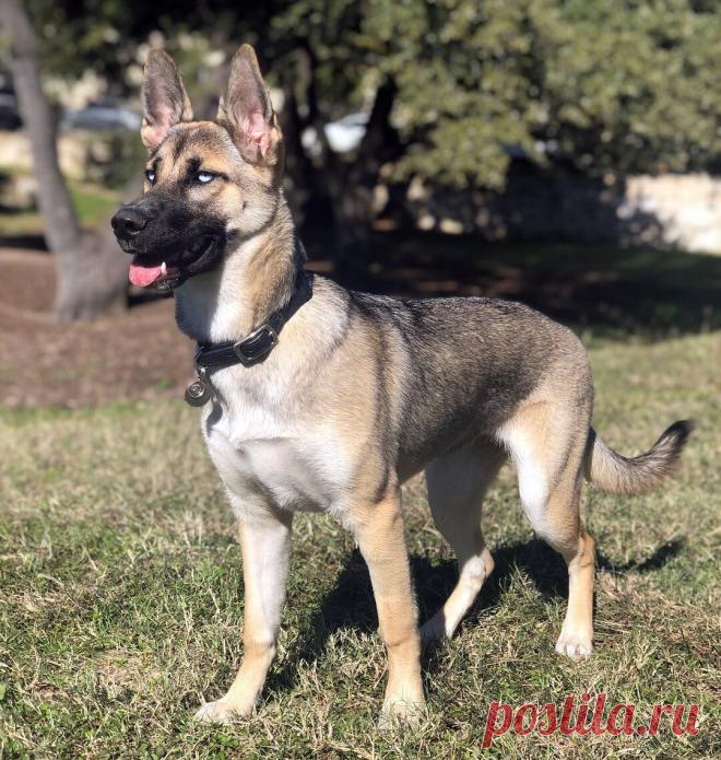 Метис хаски и немецкой овчарки - 62 фото - картинки: смотреть онлайн