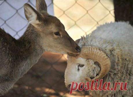 Необычные друзья / Питомцы