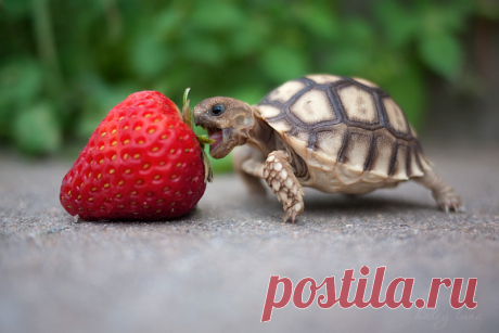 Kevin the Tortoise by haleyluna on DeviantArt