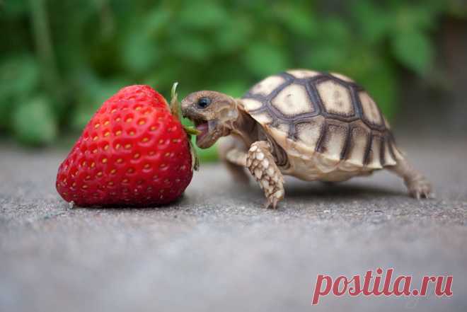 Kevin the Tortoise by haleyluna on DeviantArt