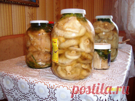 Невероятно вкусные грузди засоленные горячим способом!