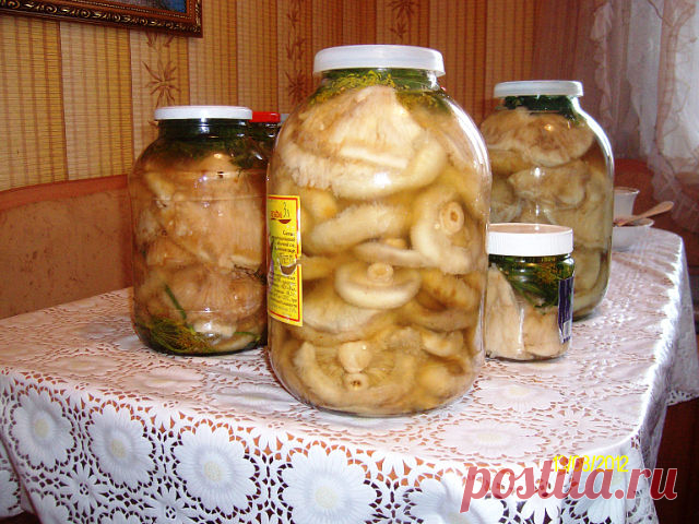 Невероятно вкусные грузди засоленные горячим способом!
