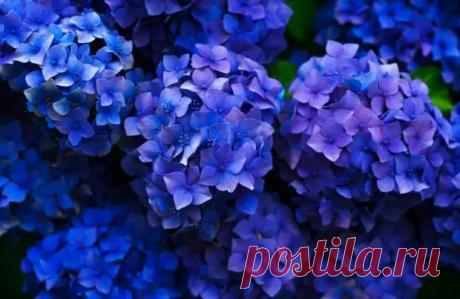Эти четыре вида гортензий нельзя обрезать: останетесь летом без цветов - Всё о женщинах - Медиаплатформа МирТесен