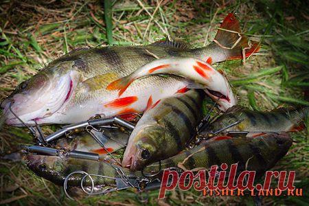 Какую блесну выбрать начинающему рыбаку | НА РЫБАЛКУ !!!!