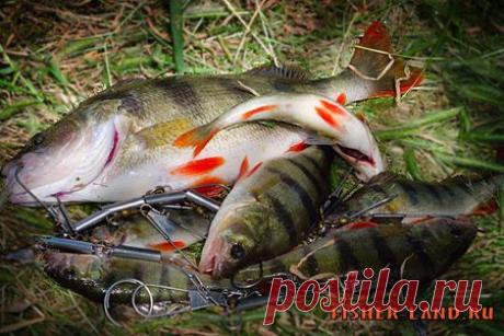 Какую блесну выбрать начинающему рыбаку - www.fisher-land.ru