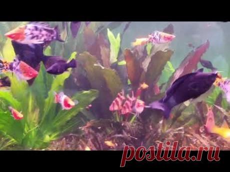 В гостях у Валерия( часть 3) - YouTube