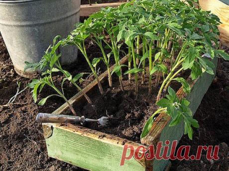 Рассаду помидоров поливают раствором йода для более быстрого роста (1 капля на три литра). После применения этого раствора рассада зацветёт быстрее, а плоды будут крупнее. Может йод защитить помидоры и от фитофторы. Для этого Вам понадобятся несколько капель йода и 250 грамм молока, смешайте их с 1 литром воды.
Раствор - одна капля йода на три литра воды, этим йодным раствором надо один раз полить рассаду томатов. От этого увеличиться продуктивность и будут побольше плоды. 
От фитофторы - кажд