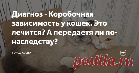 Почему я был вынужден купить коробку для кота