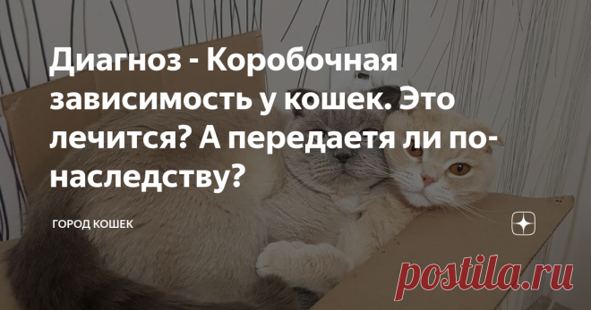 Почему я был вынужден купить коробку для кота