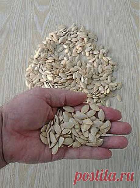 Вкусный Огород: Условия хранения семян

На дворе зима, самое время проанализировать итоги прошедшего года, обсудить допущенные просчеты, приведшие к недобору урожая, и хорошо подготовиться к новому весенне-летнему сезону.