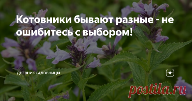 Котовники бывают разные - не ошибитесь с выбором!  Когда я написала статью про свои котовники, то даже не сомневалась, что их все знают в лицо и не путают. Однако, быстро выяснилось, что отнюдь не все в курсе того, что котовники бывают разные... Свои самые первые котовники я, как водится, вырастила из семян. На пакетике с семенами было написано Котовник Муссини (Nepeta mussinii). Я тогда тоже ничего про них не знала и далеко не сразу поняла, что мне повезло))) Котовник – э...