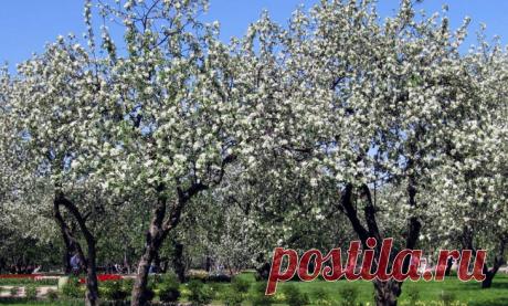 Защита плодовых культур после цветения » Сад для всей семьи - практическое садоводство