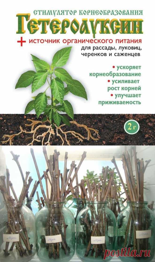 "Волшебный гормон роста" - гетероауксин. Сохраните любой пост с сайта 7dach.ru в Постиле и выиграйте призы от интернет-магазина Клуб Красоты. Чем больше постов - тем выше шансы. Розыгрыш состоится в понедельник, 30 января. В акции участвуют все посты, которые содержат этот текст или фото призов!