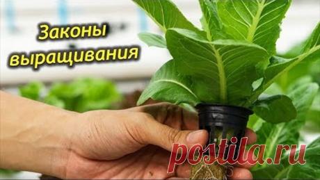 Законы успешного выращивания комнатных растений!