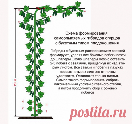 Как вырастить огурцы на шпалере в открытом грунте
