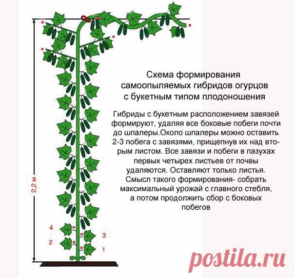 Как вырастить огурцы на шпалере в открытом грунте