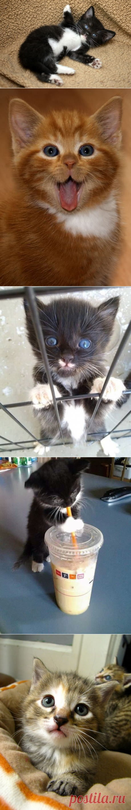 Подборка котиков-антидепрессантов