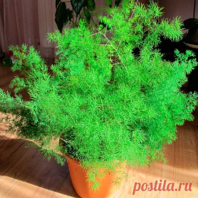 Комнатное растение Аспарагус (Asparagus). Длинные изящные и нежные побеги аспарагусов (спаржи) часто используются в цветочных аранжировках и для украшения букетов. Любопытно, что перистые "листья" аспарагусов являются их видоизмененными стеблями, сами же листочки редуцированы до крошечных буроватых чешуек. Аспарагусы нетребовательны к влажности и нередко выращиваются как подвесные, ампельные растения. Существует много сортов аспарагусов, выведенных в результате селекции.