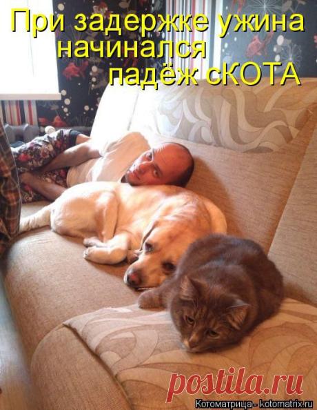 Котоматрица: Круть