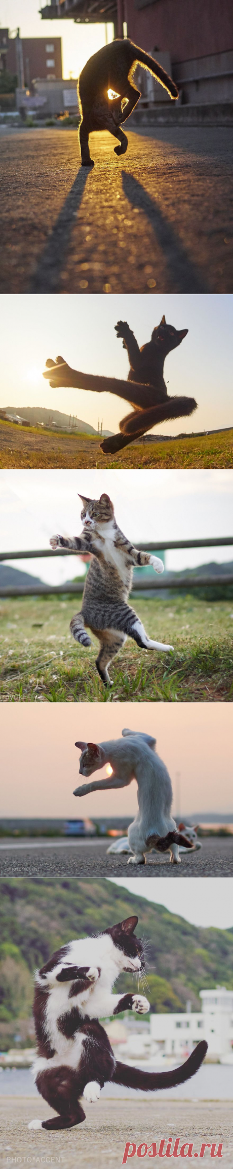 Коты ниндзя. Подборка фото, которая доказывает, что у человечества нет шансов