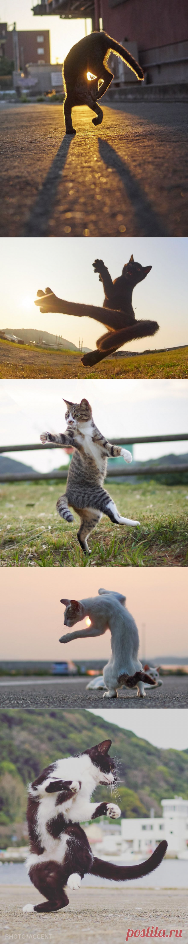 Коты ниндзя. Подборка фото, которая доказывает, что у человечества нет шансов