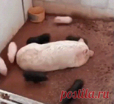 Эти гифки с животными сделают ваш день!
