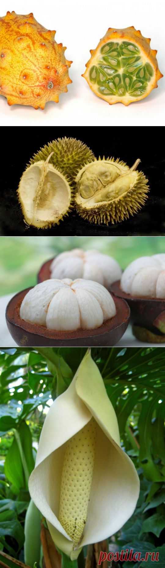 Диковинные и редкие экзотические фрукты | Среда обитания