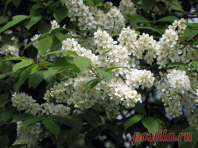 Осип Мандельштам. На меня нацелилась груша да черемуха --
Силою рассыпчатой бьет меня без промаха.

Кисти вместе с звездами, звезды вместе с кистями,--
Что за двоевластье там? В чьем соцветьи истина?

С цвету ли, с размаха ли бьет воздушно-целыми
В воздух убиваемый кистенями белыми.

И двойного запаха сладость неуживчива:
Борется и тянется -- смешана, обрывчива.