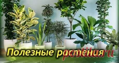 Самые ПОЛЕЗНЫЕ комнатные растения для вашего дома!
