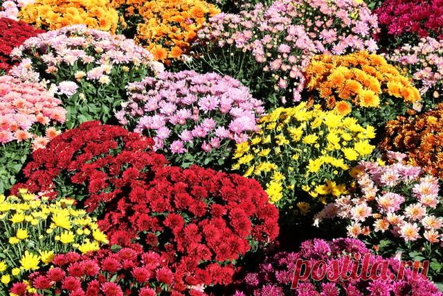 КАК ВЫРАСТИТЬ ШИКАРНЫЕ ХРИЗАНТЕМЫ? - Экологическое землетворчество | Экологическое землетворчество